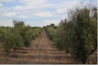 Оливковые плантации в Фронтейре